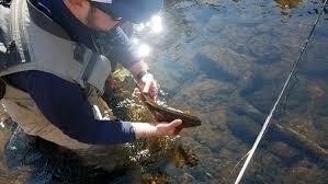 5 Essential Tips for Beginners in Fly Fishing