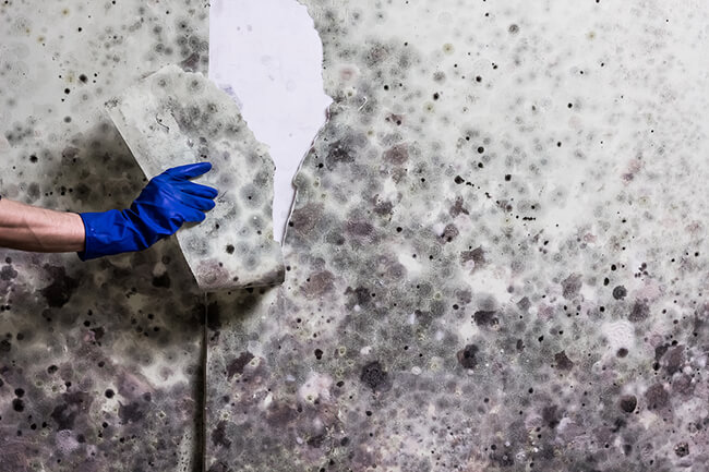 Mold Testing Manhattan